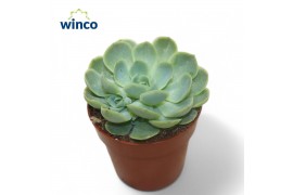 Echeveria Echeveria Zonnestraal1 bl.