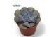 Echeveria Echeveria Cubic Frostoverige bl. 