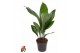 Aspidistra elatior Aspidistra Elatior P159 pp 