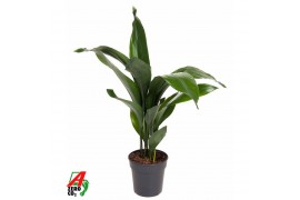 Aspidistra elatior Aspidistra Elatior P1912 pp