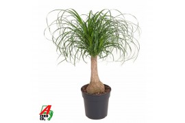 Beaucarnea recurvata Beaucarnea stam P21 - 1ft1 tak/plnt 1 pp