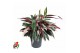 Stromanthe sanguinea triostar Calathea Stromante Triostarzonder bloem  