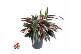 Stromanthe sanguinea triostar Calathea Stromante Triostarzonder bloem 