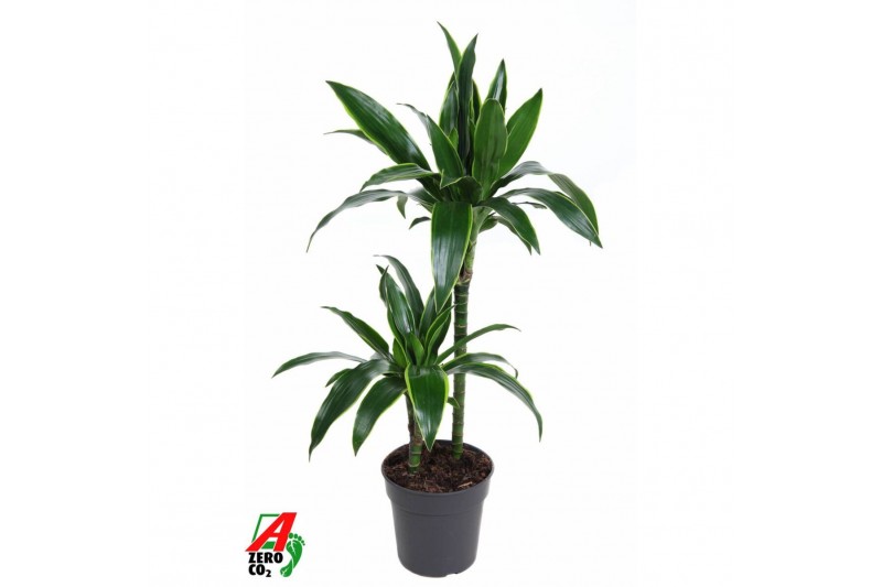 Dracaena fragr. der. art Dracaena Arturo2 pp 