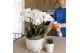 Phalaenopsis wit Kolibri Orchids Mono Ghent in Honey dish with waterin 