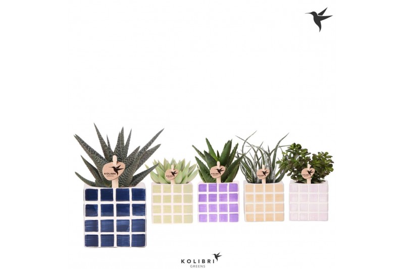 Succulenten mix Kolibri Greens Succulenten mix in Mosa pot mix1 pp  cm 