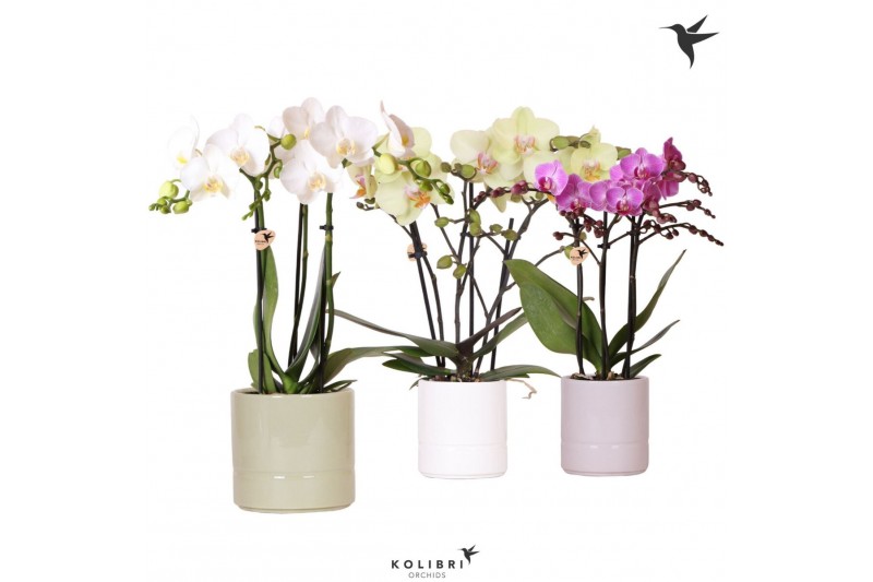 Phalaenopsis multiflora Kolibri Orchids Phalaenopsis mix 3 spike in Pa 