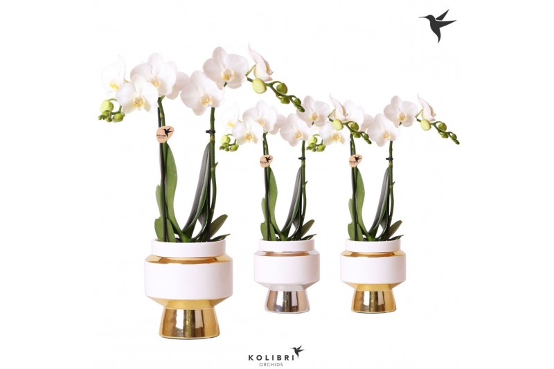 Phalaenopsis multiflora wit Kolibri Orchids Phalaenopsis white 2 spike 