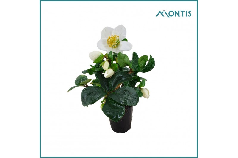 Helleborus niger christmas carol Helleborus Christmas Carol 6 cm XL 8  