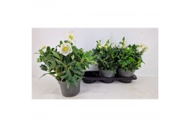 Helleborus niger heavenly Helleborus "Niger" Heavenly 19 cm 30 bl. 1 p