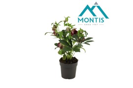 Helleborus orientalis Helleborus Orientalis Early Red 12 cm 10 bl. 1 p