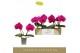 Phalaenopsis paars Singolo & Co Shima 2 bl. 2 tak/plnt 350 gram 