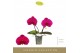 Phalaenopsis paars Singolo & Co Shima 2 bl. 2 tak/plnt 350 gram 
