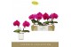 Phalaenopsis paars Singolo & Co Shima in Lazio White 2 bl. 2 tak/plnt  
