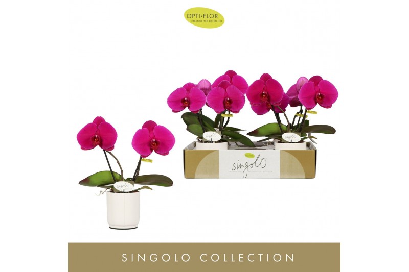 Phalaenopsis paars Singolo & Co Shima in Lazio White 2 bl. 2 tak/plnt  