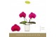 Phalaenopsis paars Singolo & Co Shima in Lazio White 2 bl. 2 tak/plnt  