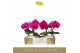 Phalaenopsis paars Singolo & Co Shima in Lazio White 2 bl. 2 tak/plnt  