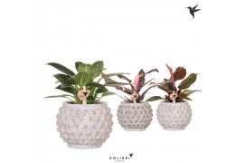 Philodendron Kolibri Greens Philodendron mix in Marrakesh pot gold cop