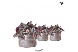 Tradescantia zebrina Kolibri Greens Tradescantia Zebrina in Groove pot