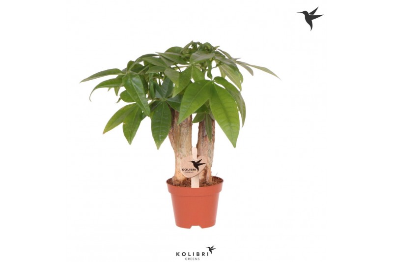 Pachira aquatica Kolibri Greens Pachira 1 pp 