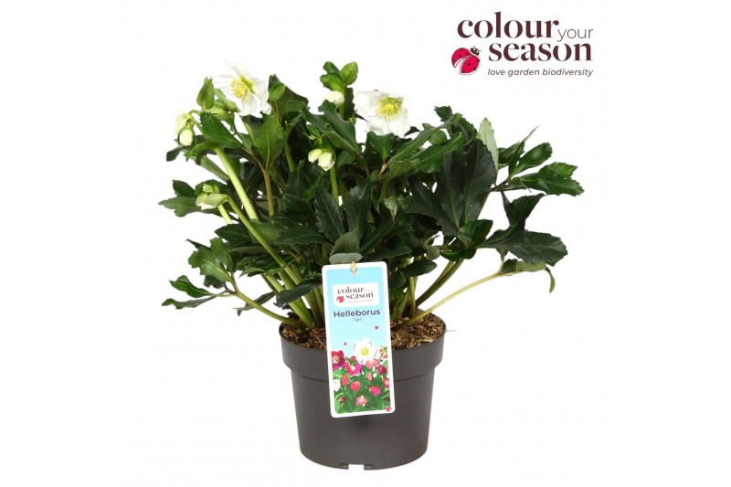 Helleborus niger heavenly Helleborus Niger Heavenly P19 20 bl. 