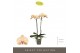 Phalaenopsis geel Optistar Parton 2 spike15 bl. 2 tak/plnt 