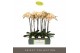 Phalaenopsis geel Optistar Parton 2 spike15 bl. 2 tak/plnt 