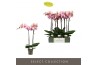 Phalaenopsis roze Optistar Adele 2 spike 15 bl. 2 tak/plnt