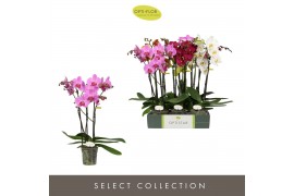 Phalaenopsis mix Optistar Hollywood Mix 3 spike 50 cm 18 bl. 3 tak/pln