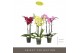 Phalaenopsis mix Optistar Hollywood Mix 3 spike 60 cm 18 bl. 3 tak/pln 