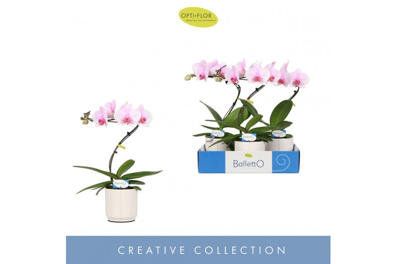 Phalaenopsis roze Balletto Curl 1 spike in Lazio White 9 bl. 1 tak/pln 