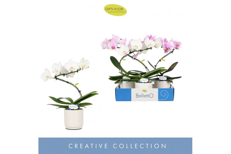 Phalaenopsis mix Balletto Mix 1 spike in Lazio White 9 bl. 1 tak/plnt  