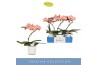 Phalaenopsis zalm Balletto Sway 1 spike in Lazio White 9 bl. 1 tak/pln