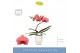 Phalaenopsis oranje Balletto Swirl 1 spike in Emilia White Aquo 9 bl.  