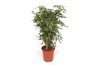Schefflera arboricola compacta Schefflera arboricola Compacta1 pp