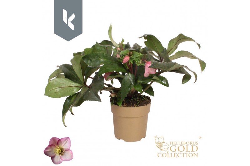 Helleborus hgc ice n roses rose HGC Helleborus Ice N Roses Pink in gou 