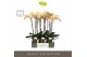 Phalaenopsis geel Optistar Parton 2 spike in Emilia Brown Aquo15 bl. 2 