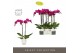 Phalaenopsis paars Optistar Lopez 2 spike in Emilia White Aquo 15 bl.  
