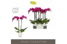 Phalaenopsis paars Optistar Lopez 2 spike in Emilia White Aquo 15 bl. 