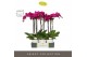 Phalaenopsis paars Optistar Lopez 2 spike in Emilia White Aquo 15 bl.  
