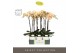 Phalaenopsis geel Optistar Parton 2 spike in Emilia White Aquo 15 bl.  