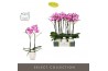 Phalaenopsis roze Optistar Yoko 2 spike in Emilia White Aquo 15 bl. 2 
