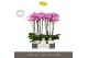 Phalaenopsis roze Optistar Yoko 2 spike in Emilia White Aquo 15 bl. 2  