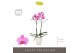 Phalaenopsis roze Optistar Yoko 2 spike in Emilia White Aquo 15 bl. 2  