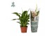 Spathiphyllum chopin 3+ Air So Pure 