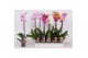 Phalaenopsis mix Phalaenopsis 5 color mix, 1-spike 6+6 bl. 1 tak/plnt 