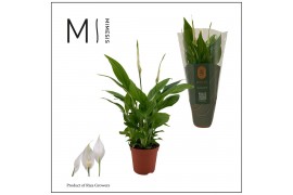 Spathiphyllum chopin 3+ - Mimesis