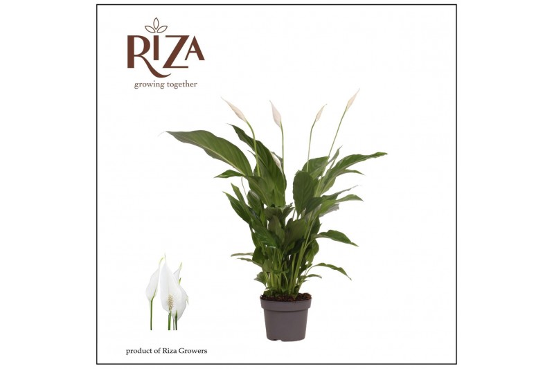 Spathiphyllum strauss 3+ Zonder Hoes 