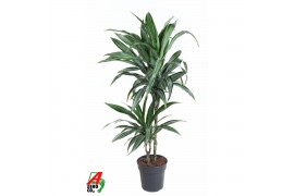 Dracaena fragr. der. ulises Dracaena Ulises 45-15pp