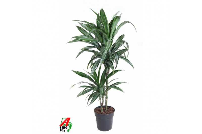 Dracaena fragr. der. ulises Dracaena Ulises 45-15pp 